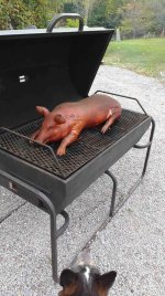 pig 1.jpg