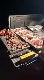 pig 2.jpg