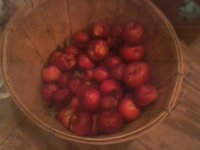 last apples.jpg