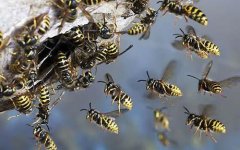 wasp-nest_1592591c.jpg