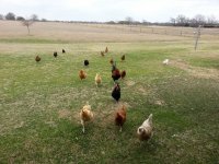 chicks.jpg