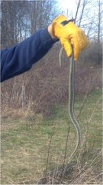 zzSnake.jpg
