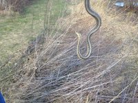zzsnake2.JPG