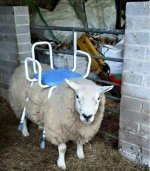 Kiwi mower.jpg