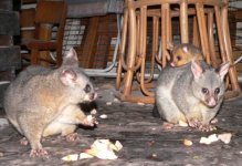 marmalade+mum+dad (600 x 411).jpg