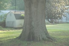 tree8x6.JPG