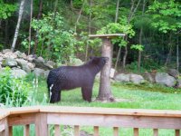 Bear02.jpg