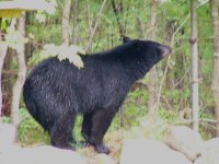 Bear03.jpg