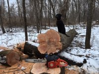 Lucy log.JPG