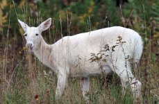 Seneca white deer.jpg