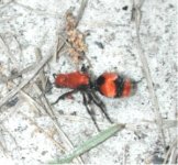 Velvet_ant_9118.JPG