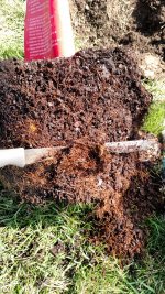 roots 1.jpg