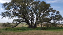 live-oak-grove.jpg