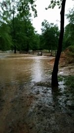 5-26-16 Duck Fence And Gate Water Down One Foot.jpg 5-26-16 Duck Fence And Gate Water Down One Foot.jpg