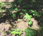 leaves.png