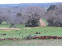 hogs tx.jpg