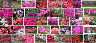 azaleas.JPG