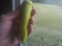wax pepper.jpg