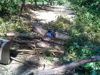KIMG1634rSawDowned Eucalyptus.jpg