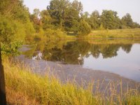 Back pond 2012.jpg