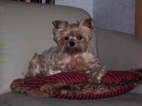 836800-Baileys Throne.JPG