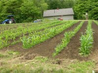 677081-corn1 (Small).jpg