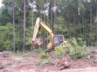 715908-Removing Stumps 066 (Small).jpg