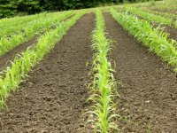 corn3 (Small).jpg