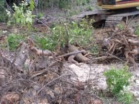 715914-Removing Stumps 068 (Small).jpg