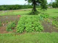 677955-taters, onions small.JPG