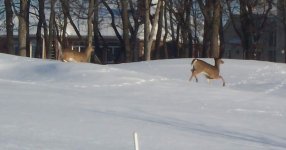791833-Deer1.JPG