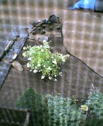 635132-Final Shape Pre Plantings2.jpg