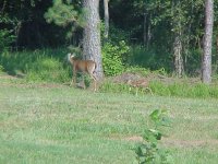 678477-deeragain.jpg