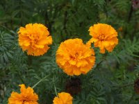 754818-DSCF0011.JPG