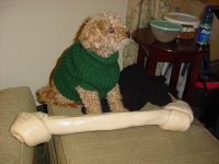 679314-Honey dog  and Bone.jpg