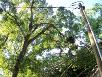 4-27-16 Limb Hanging Over Roof.jpg