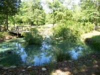 4-28-16 Tree In Pond After Dragging Off Highline.jpg 4-28-16 Tree In Pond After Dragging Off Highline.jpg