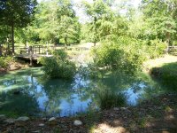 4-28-16 Tree In Pond After Dragging Off Highline.jpg