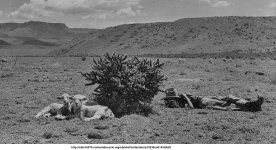 Sheepherding.jpg Sheepherding.jpg