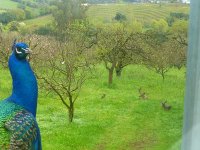 P1920412rPeacock andDeer.jpg