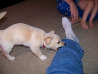 7-10-16 Fritz Tugging On Jeans.jpg