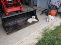 Pups in Loader.jpg