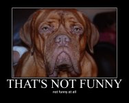 unfunnydog.jpg