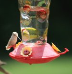 hummer2.jpg