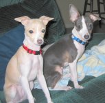 Angel and Bleu.jpg
