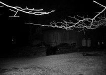 Backyard Bear.JPG