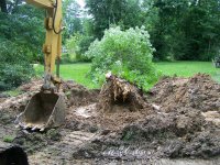 6-4-16 CAT Took Down Huge Sweetgum.jpg