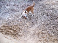 1-23-16 Tucker Playing Boogie Ball.jpg