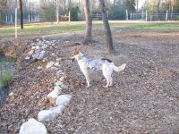 1-31-15 Belle Watching Squirrels.jpg