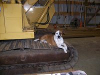 Tucker Laying on CAT Tracks.jpg